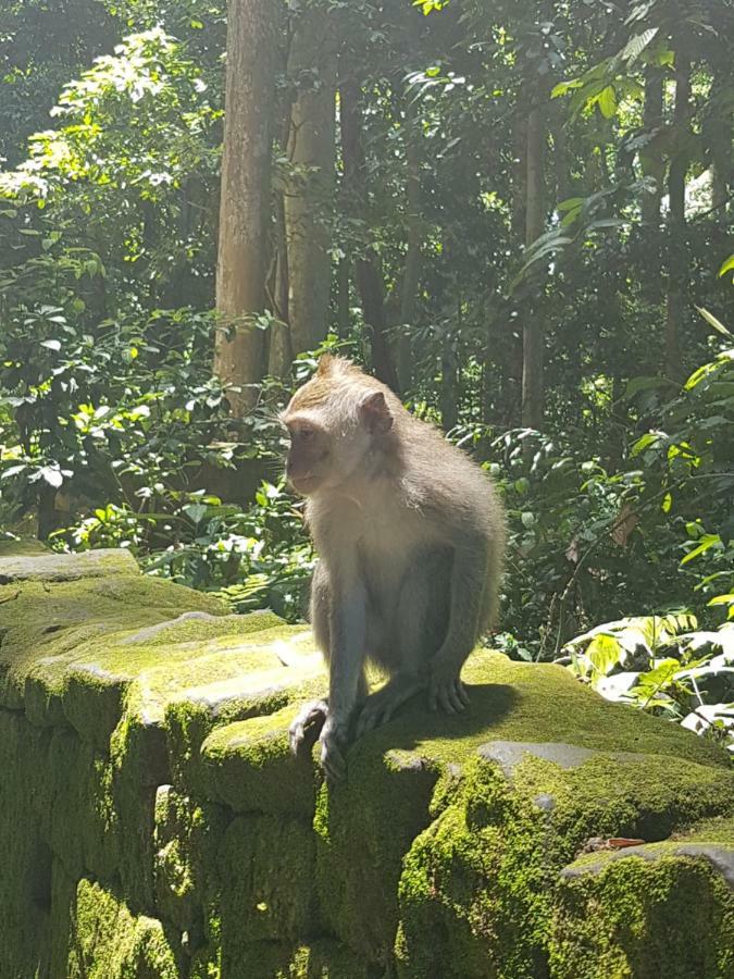 Gusti * Ubud (Bali)